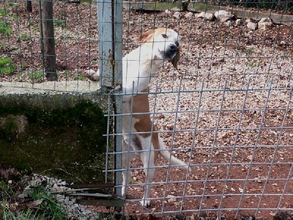 Nesquik segugio allegro e affettuoso Foto 6