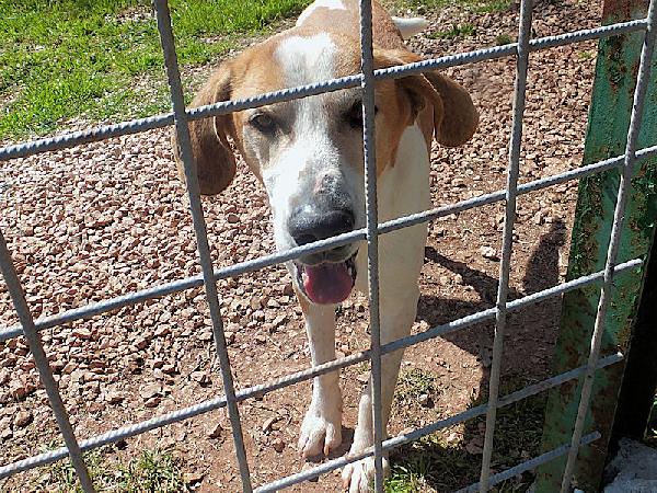 Nesquik segugio allegro e affettuoso Foto 7