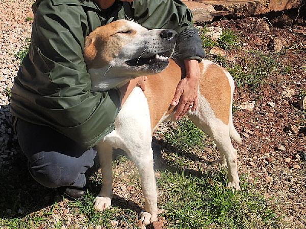 Nesquik segugio allegro e affettuoso Foto 9