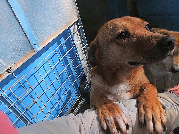 Jack Buno E Socievole