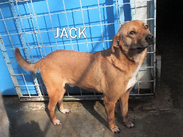 Jack buno e socievole Foto 2