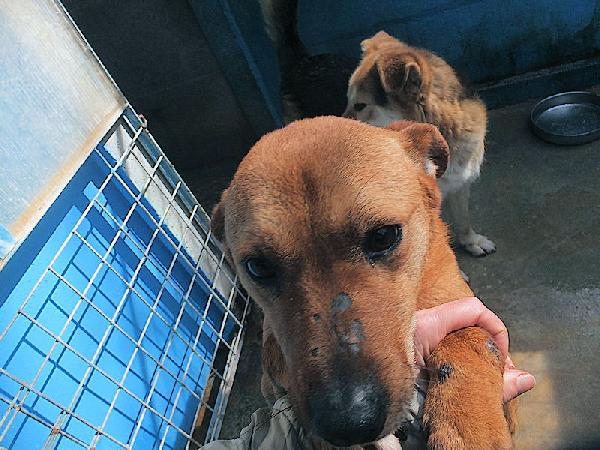 Jack buno e socievole Foto 3