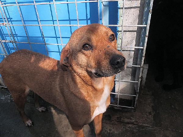 Jack buno e socievole Foto 4