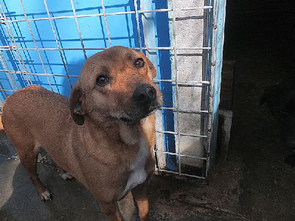 Jack buno e socievole Foto 5