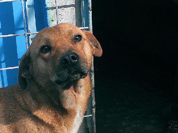 Jack buno e socievole Foto 6