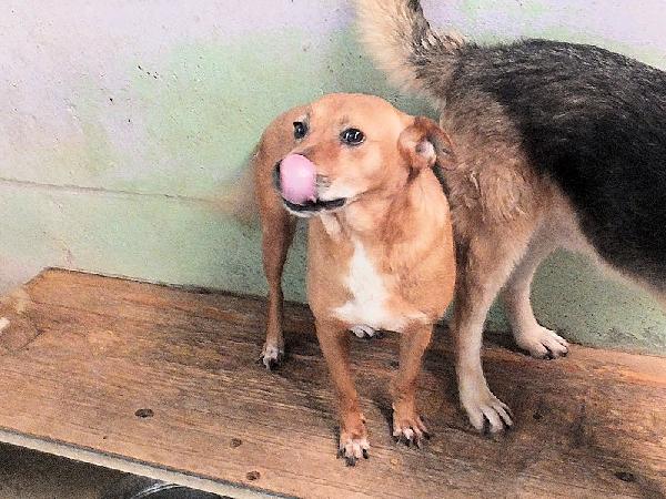 Jack buno e socievole Foto 8