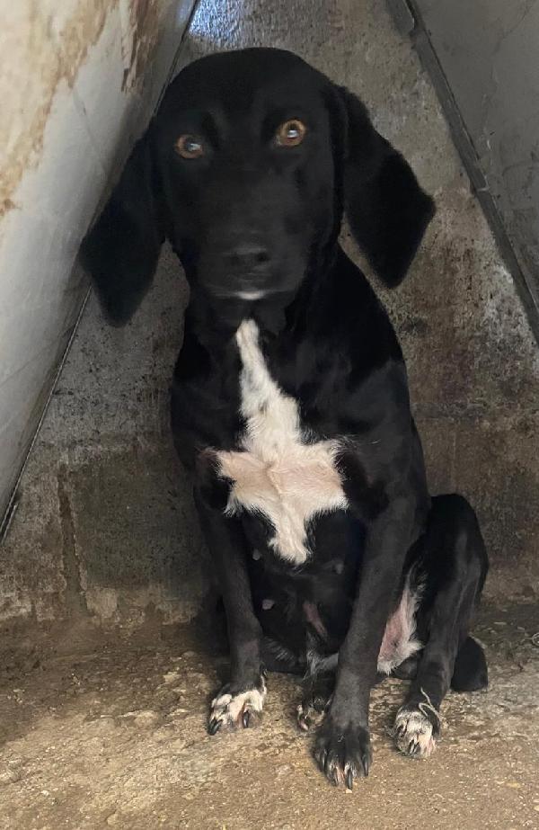 CARLOTTA 3 ANNI taglia media Foto 2