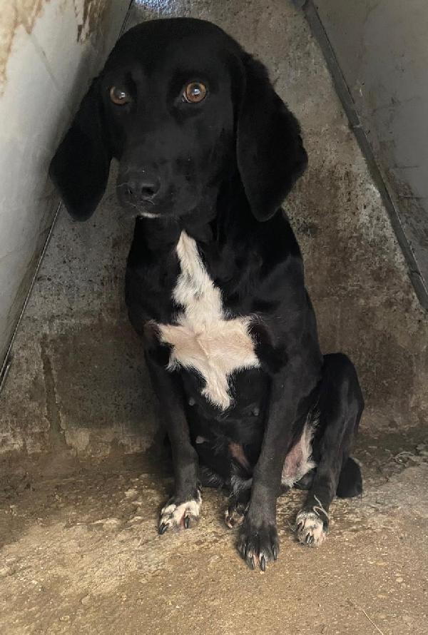 CARLOTTA 3 ANNI taglia media Foto 4