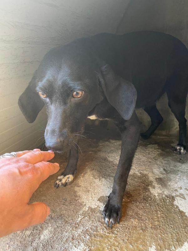 CARLOTTA 3 ANNI taglia media Foto 5