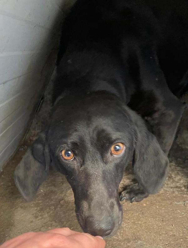 CARLOTTA 3 ANNI taglia media Foto 6