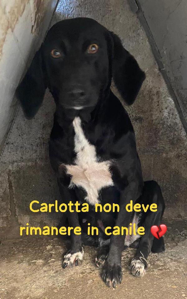 CARLOTTA 3 ANNI taglia media Foto 7