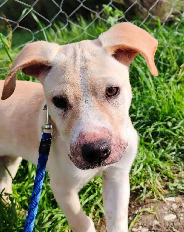 3Mesi Color Biscotti Tg Media Futura Pronto X Partire