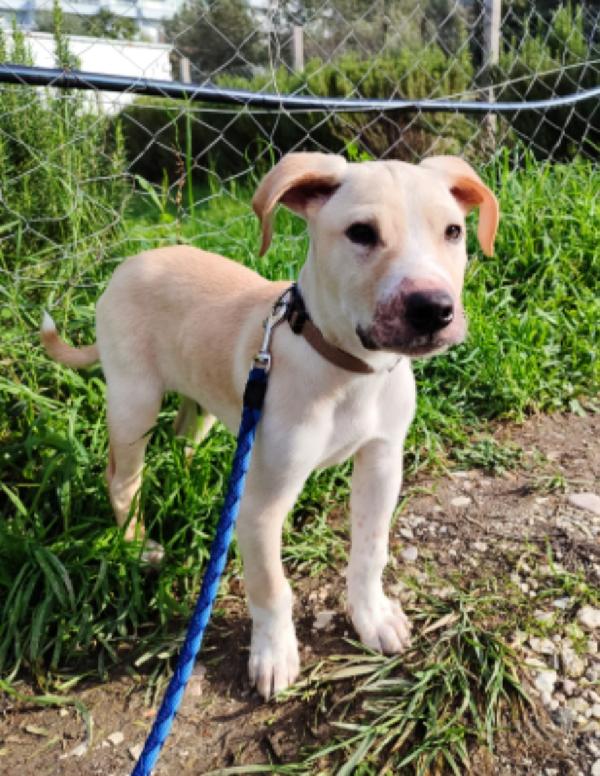 3mesi color biscotti tg media futura PRONTO X PARTIRE Foto 3