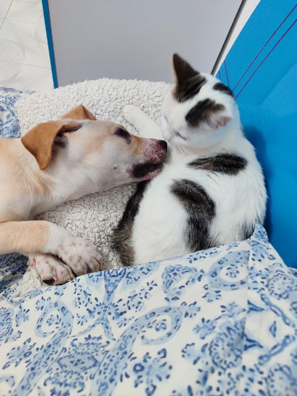 3mesi color biscotti tg media futura PRONTO X PARTIRE Foto 6