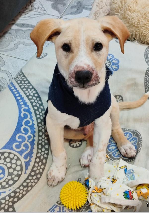 3mesi color biscotti tg media futura PRONTO X PARTIRE Foto 5