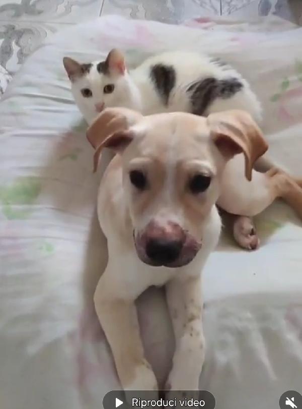 3mesi color biscotti tg media futura PRONTO X PARTIRE Foto 8