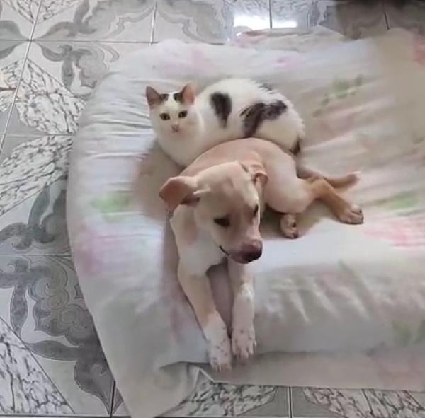 3mesi color biscotti tg media futura PRONTO X PARTIRE Foto 9