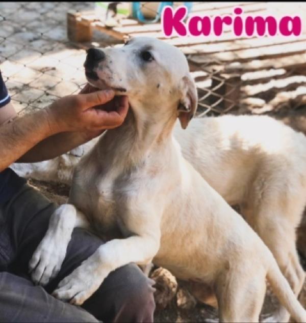 9Mesi Mix Molossini Crescono In Rifugio. Cosenza