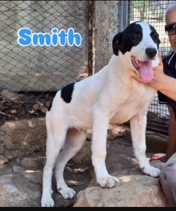 9mesi mix molossini crescono in rifugio. COSENZA Foto 4