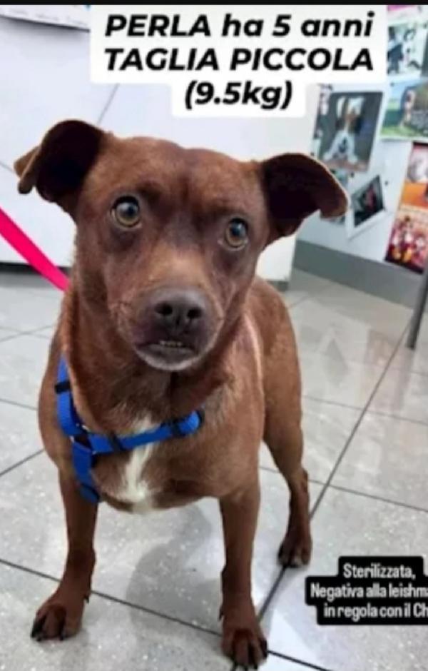 Perla 6Anni Color Nocciola Kg9 Sos Sicilia