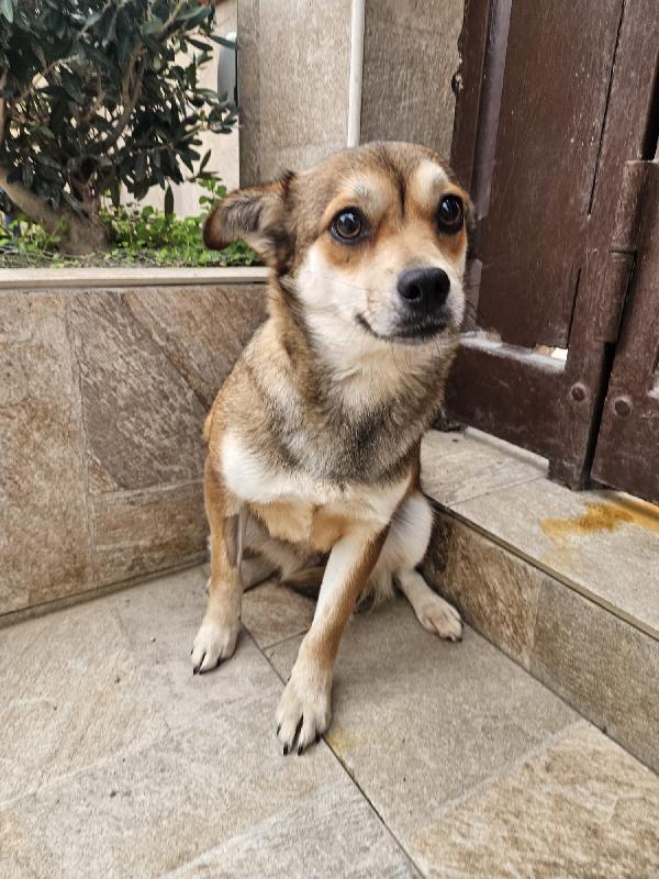 Jenna: taglia piccola super dolce  Foto 5