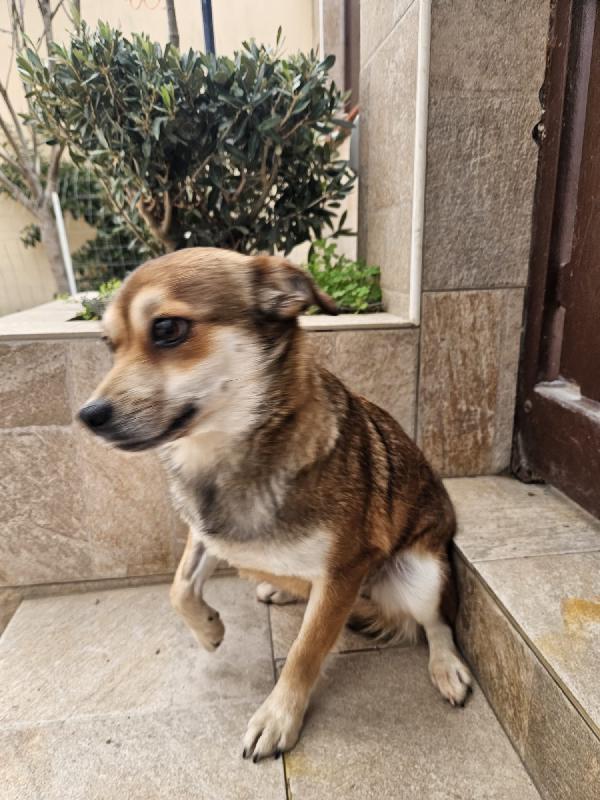 Jenna: taglia piccola super dolce  Foto 6