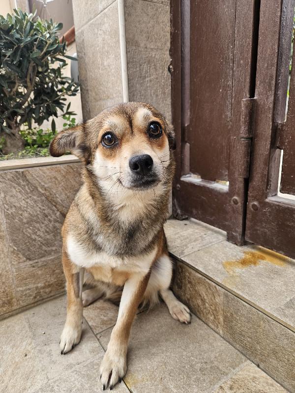 Jenna: taglia piccola super dolce  Foto 7