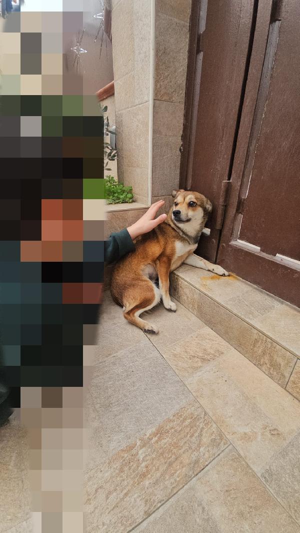 Jenna: taglia piccola super dolce  Foto 8