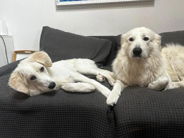 Paula: 1 anno, socievole ed equilibrata  Foto 2