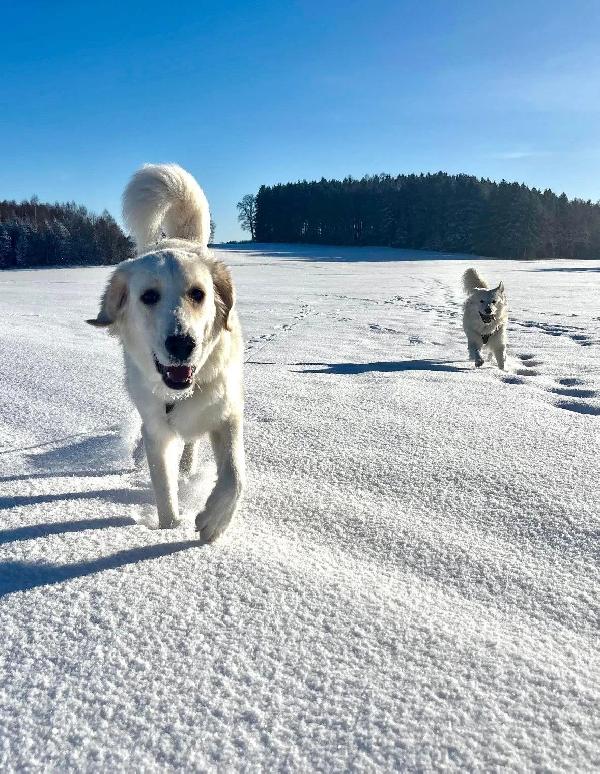 Paula: 1 anno, socievole ed equilibrata  Foto 3