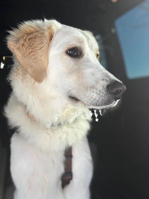 Paula: 1 anno, socievole ed equilibrata  Foto 4