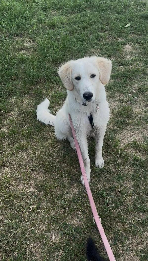 Paula: 1 anno, socievole ed equilibrata  Foto 5