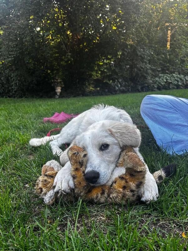 Paula: 1 anno, socievole ed equilibrata  Foto 6