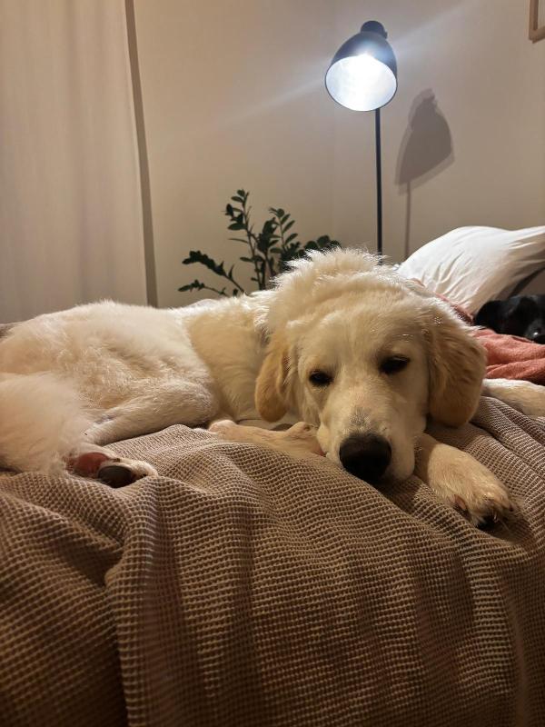 Paula: 1 anno, socievole ed equilibrata  Foto 7