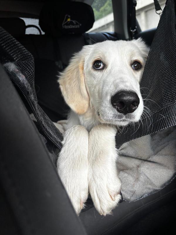 Paula: 1 anno, socievole ed equilibrata  Foto 8