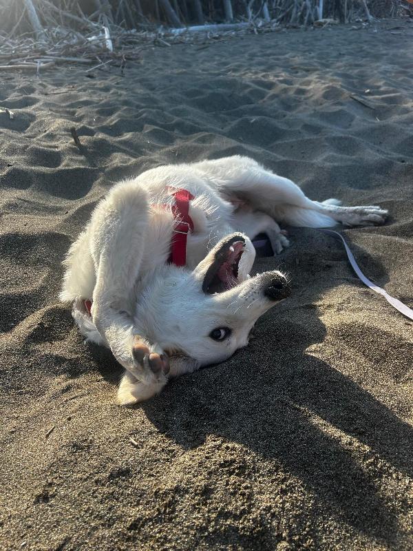 Paula: 1 anno, socievole ed equilibrata  Foto 9