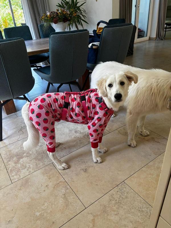 Paula: 1 anno, socievole ed equilibrata  Foto 10