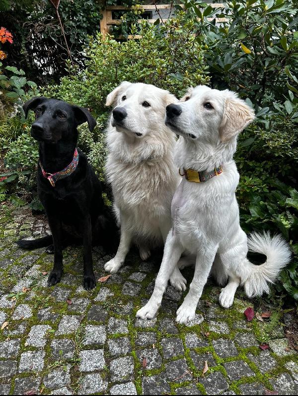 Paula: 1 anno, socievole ed equilibrata  Foto 11