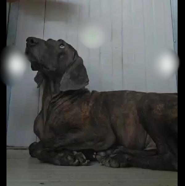 Michele: Timido Segugio Dolcissimo Con Tutti 