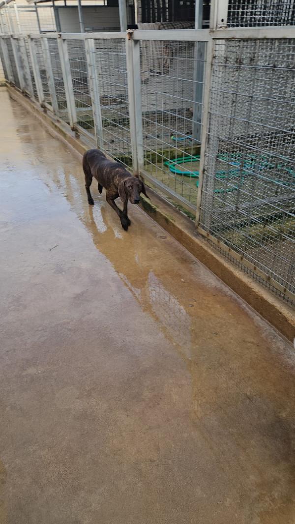 Michele: timido segugio dolcissimo con tutti  Foto 2