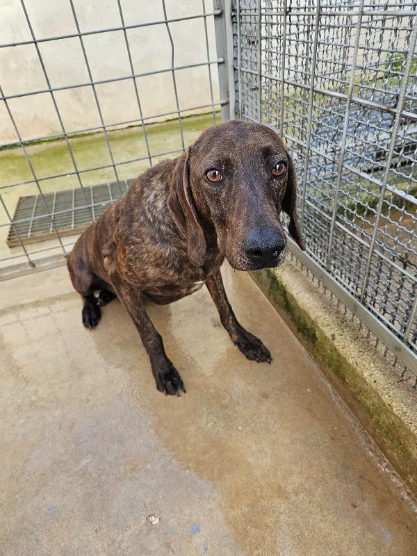 Michele: timido segugio dolcissimo con tutti  Foto 4