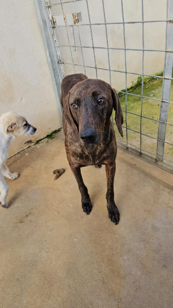 Michele: timido segugio dolcissimo con tutti  Foto 3