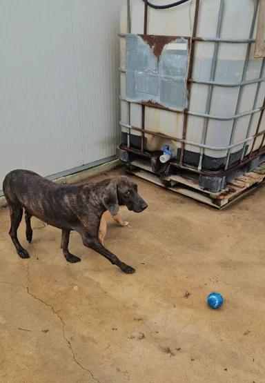 Michele: timido segugio dolcissimo con tutti  Foto 6