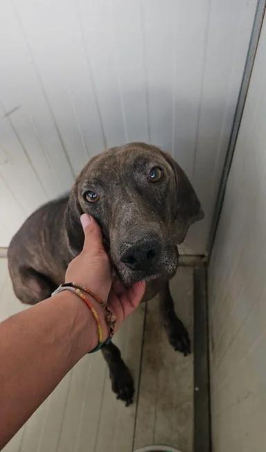 Michele: timido segugio dolcissimo con tutti  Foto 9