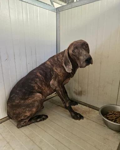 Michele: timido segugio dolcissimo con tutti  Foto 8