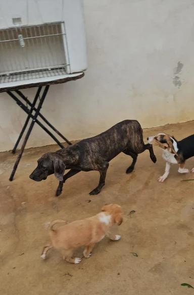 Michele: timido segugio dolcissimo con tutti  Foto 11