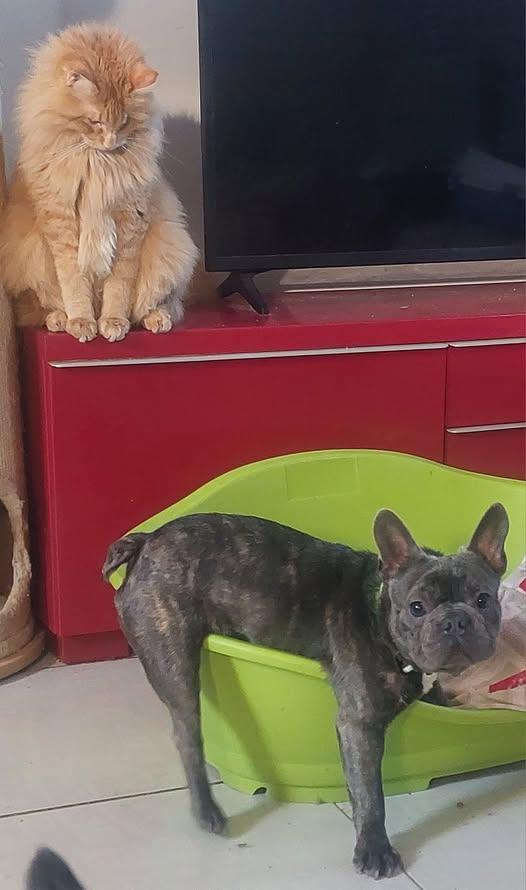 Shamus Cerca Famiglia. Info adozione Monica 3890238584 Foto 2