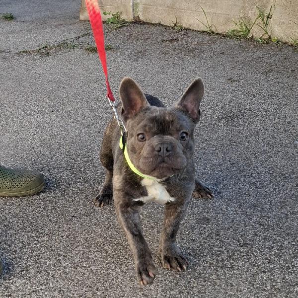 Shamus Cerca Famiglia. Info adozione Monica 3890238584 Foto 3