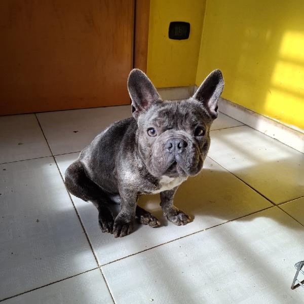 Shamus Cerca Famiglia. Info adozione Monica 3890238584 Foto 7