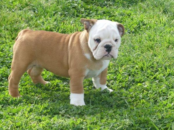 Disponibili Cuccioli di bulldog inglese con pedigree. - media 2